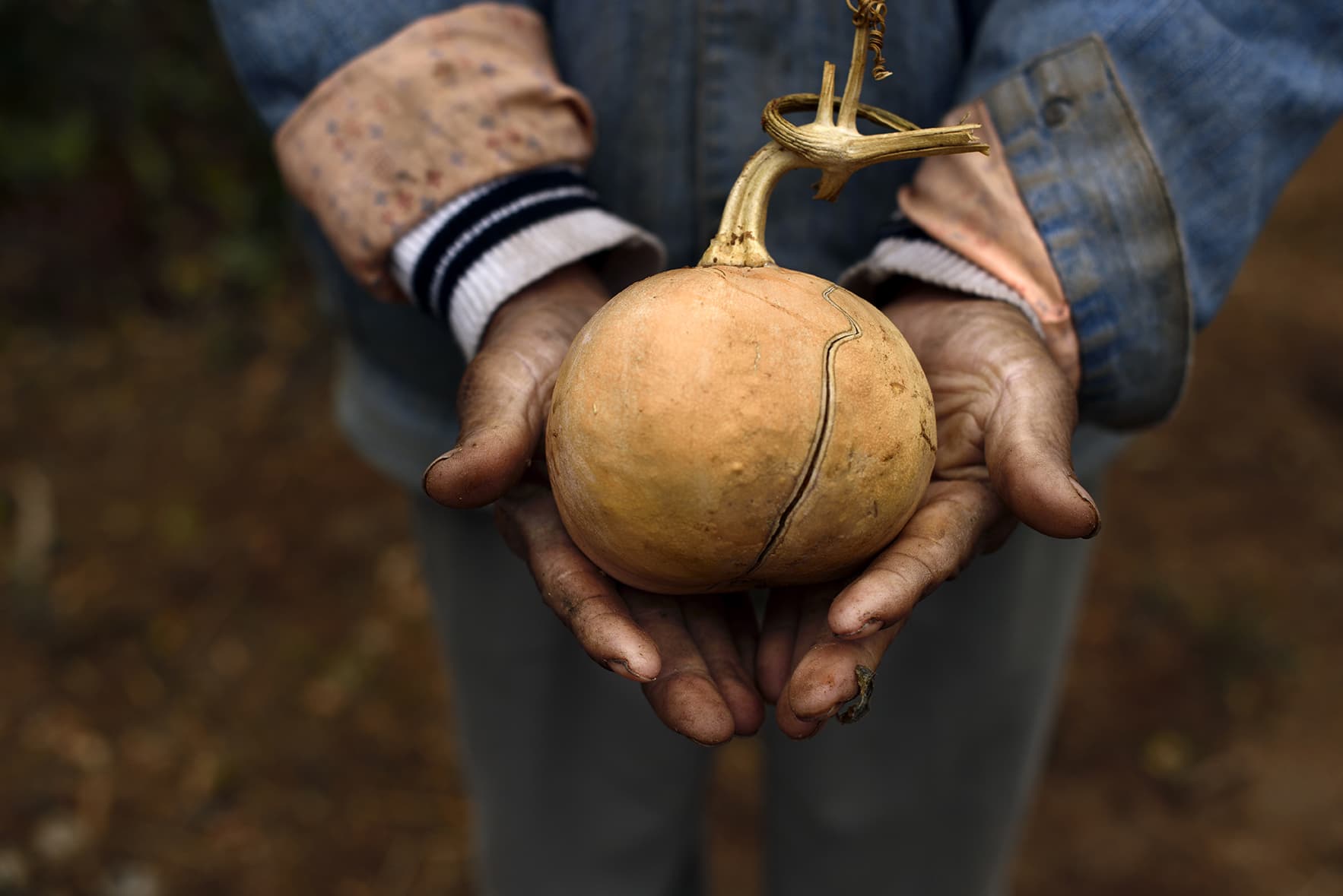 Un homme tient dans ses mains un fruit issu de l’agriculture familiale en Bolivie, grâce au support de la CIPCA, partenaire du CCFD-Terre Solidaire