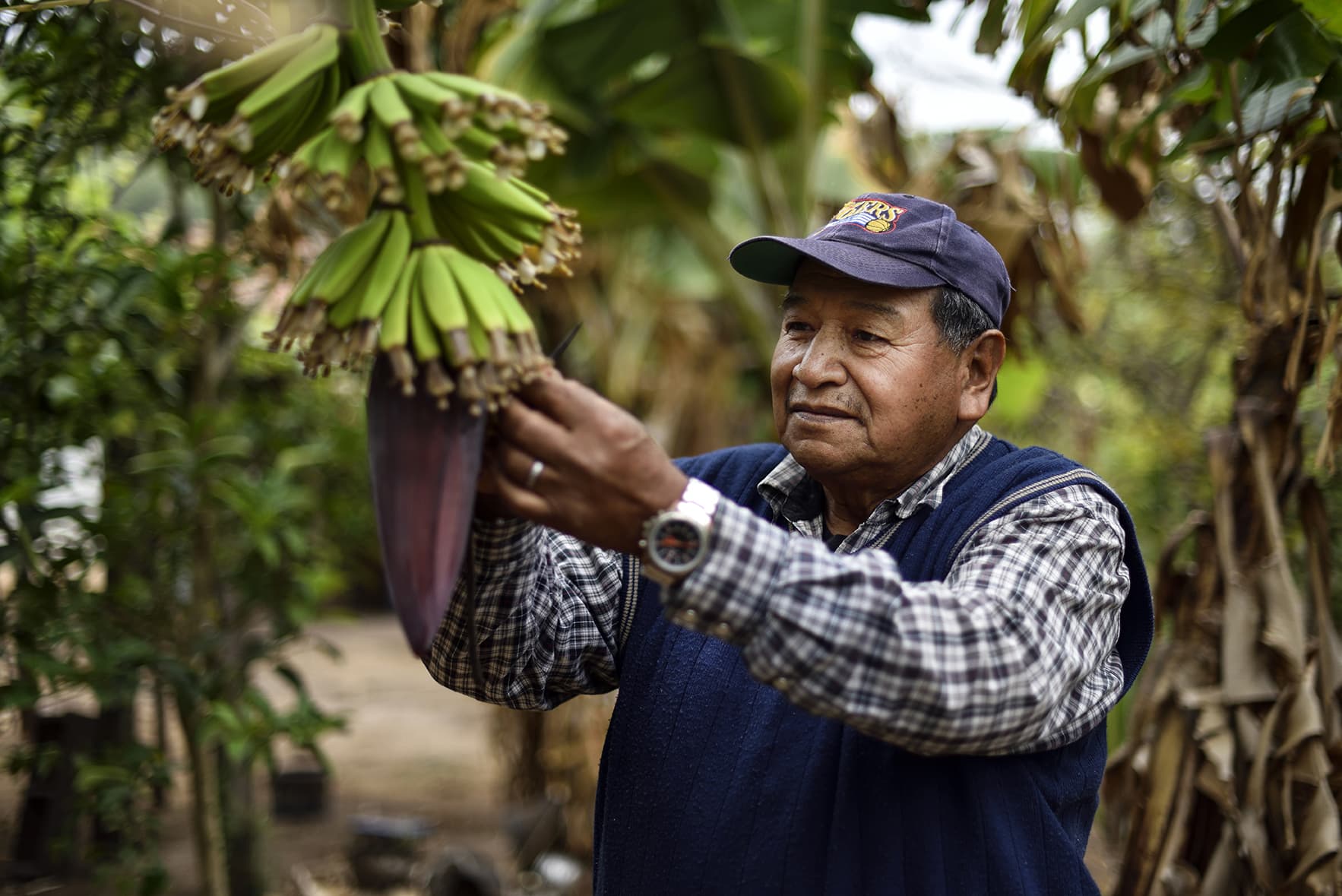 Un homme récolte des fruits dans les arbres, en Bolivie, avec le support du CIPCA, partenaire du CCFD-Terre Solidaire