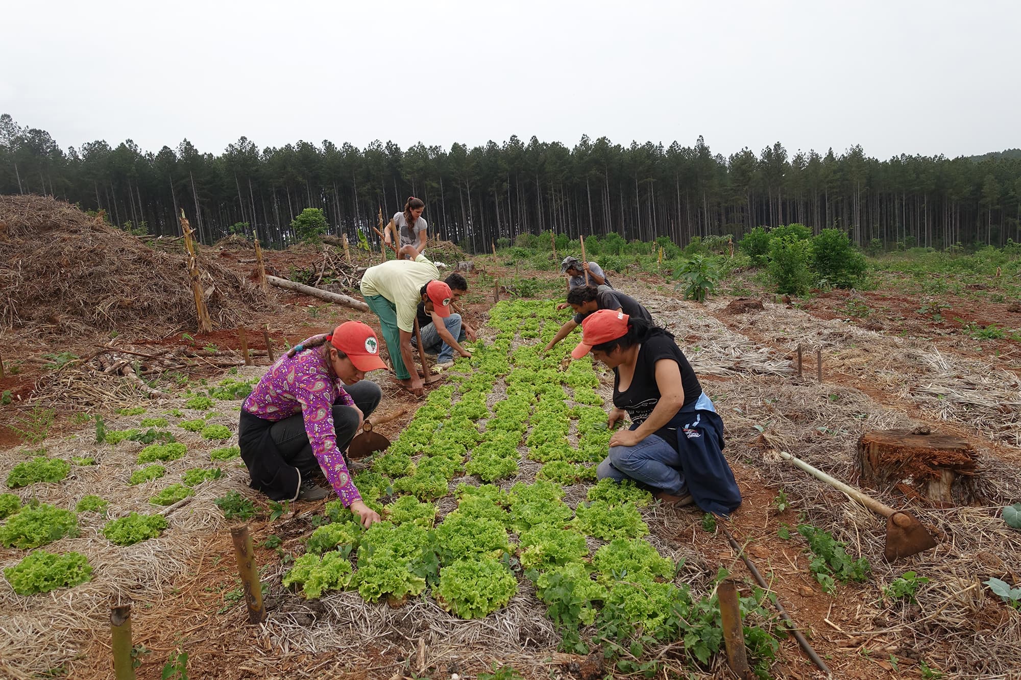 Volontaires qui s’occupent de champs de laitue au Brésil, pour le Mouvement des Sans Terre, partenaire du CCFD-Terre Solidaire
