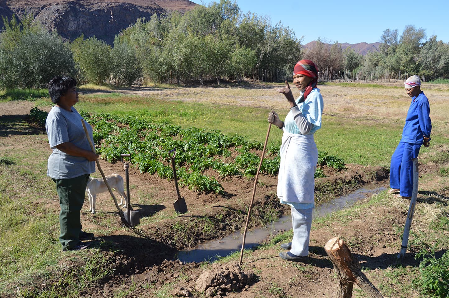 3 fermiers travaillent la terre sur une ferme en Afrique du Sud, avec le support du Surplus People Project, partenaire du CCFD-Terre Solidaire