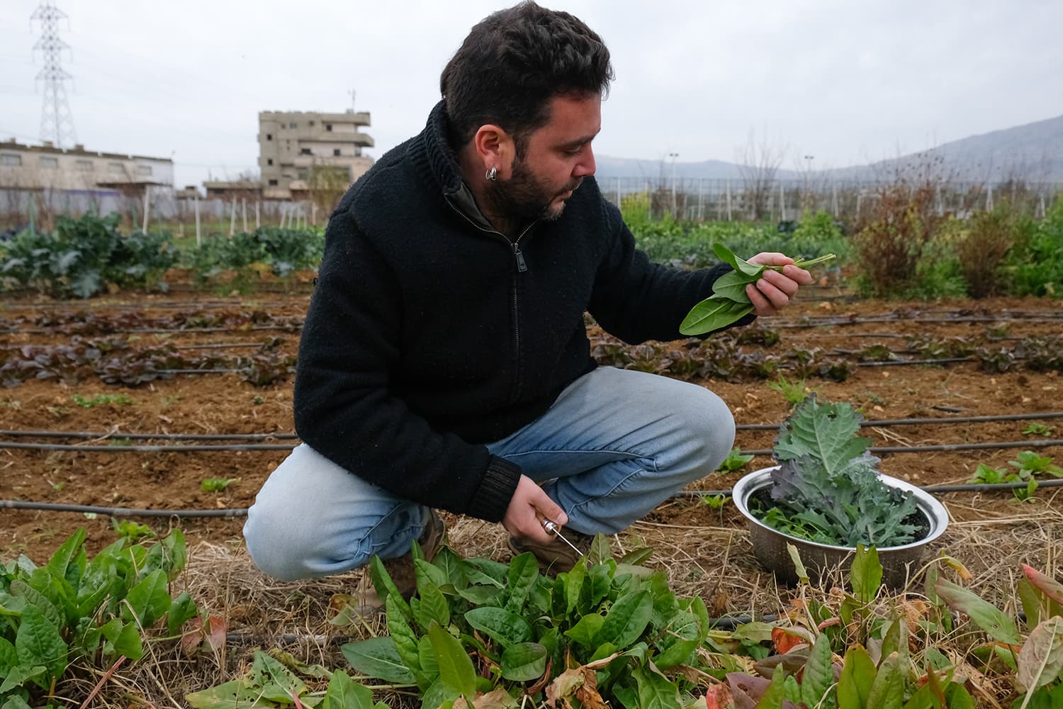 Un homme fait la récolte dans la ferme Buzuruna Juzuruna au Liban, partenaire du CCFD-Terre Solidaire